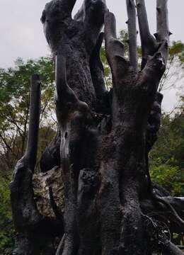 漂亮大假山丛林金弹子母桩，有喜欢赶紧下单