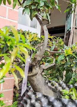 四季果金弹子171号一年开花两季挂果两季同时有花有青果有红果的金弹子品种