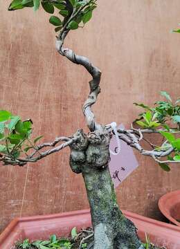 160号直播放漏金弹子抖音直播放漏的金弹子矮霸品种盆景