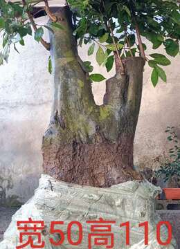 金弹子生桩の岭南派小叶金弹子地景の