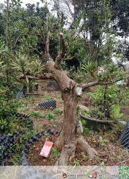 雀舌罗汉松，直茎，15.高，80.价格美丽