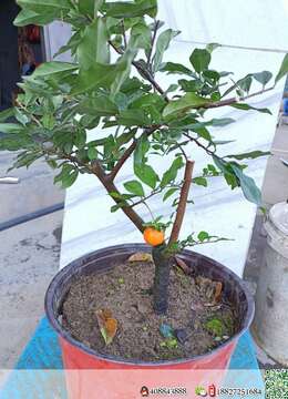 挂果金弹子，打包一起走更实惠