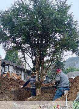 如果不敬业，早不发圈了😂
如果是骗子，早就消失了
长期坚持的，都是靠谱的💪
我没有捷径，只有靠勤奋
你刚好需要，我刚好专业
翻翻我的圈，我一直都在