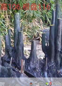 金弹子盆景野生金弹子零售