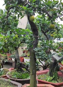 老鸦柿高压多久生根