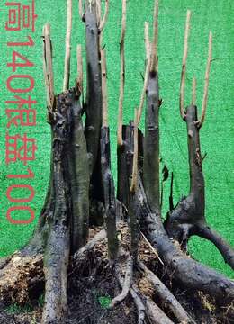 漂亮大熟桩金弹子，有喜欢赶紧下单。