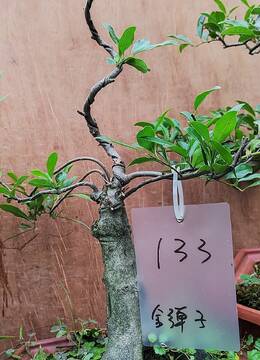 抖音捡漏金弹子133号抖音号金弹子盆景放漏的花生果金弹子