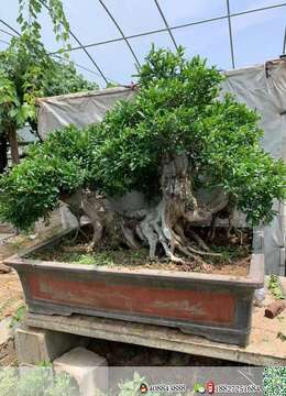 石榴盆景喜欢的联系