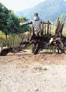 挂果金弹子◆自然金弹子母桩子↙