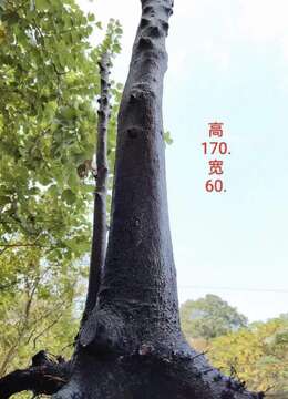 漂亮一对地景母桩金弹子，有喜欢赶紧下单