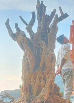 三百斤左右，漂亮大货，喜欢速度