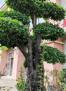 金弹子101号：别墅庭院造景首选金弹子盆景，漂亮全冠年功大原生母桩金弹子，土豪之选，霸气十足