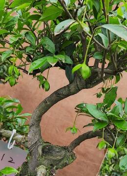 112号血红车厘子果，安徽血红果金弹子熟桩，安徽绿植金弹子