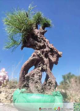 金弹子盆景价格金弹子交易市场