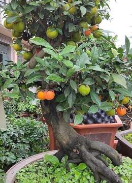 养盆景金弹子，牢记这几点，枝干茁壮果子多