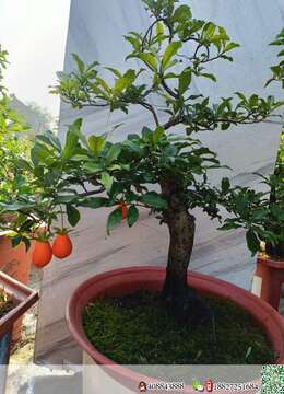 金弹子网岭南派金弹子