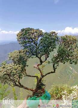 出土漂亮小米叶杜鹃喜欢速度