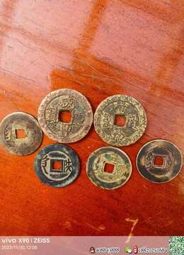 金弹子盆景价格金弹子曲杆