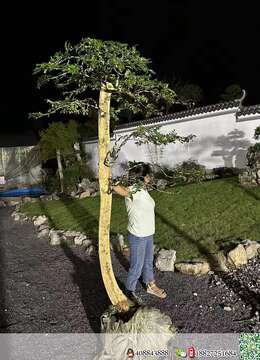 金弹子下山桩文人金弹子安全交易方法