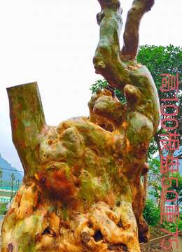 新鲜，漂亮紫薇老桩。有喜欢赶紧下单。一起打包价格美丽。