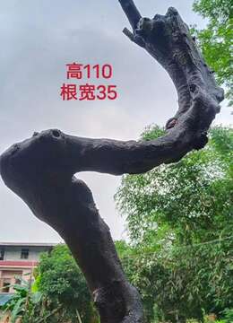 金弹子盆景沧桑感金弹子雌桩