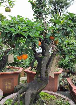 金弹子树桩盆景文人金弹子