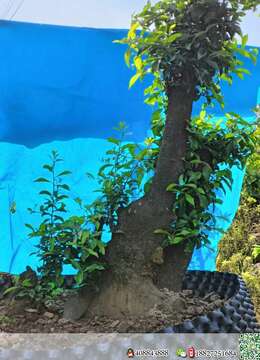 处理一批金弹子熟桩，需要的老板联系