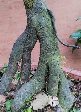 126号直播捡漏金弹子盆景双盘造型客厅阳台摆放金弹子树桩盆景