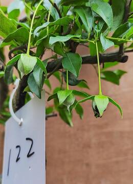 怪桩造型122号金弹子北京金弹子树桩盆景交易市场金弹子品种