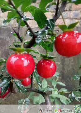 小叶血红，盆25  带盆高度52  最大冠幅65