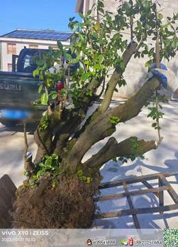 金弹子树桩盆景川派金弹子