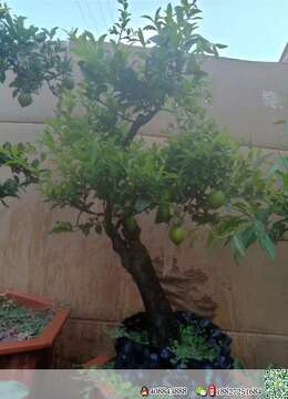 金弹子树桩盆景湖北金弹子小品实物照片