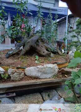 漂亮假山丛林，全部已嫁接好