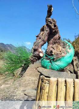 金弹子老桩园林金弹子的联系方式