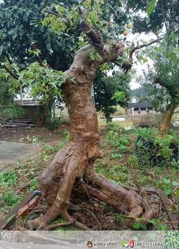 小叶红芽三角枫，根宽46.高，80.
