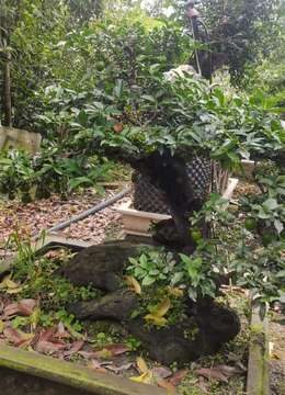 金弹子老桩金弹子￡峨眉山金弹子树桩盆景