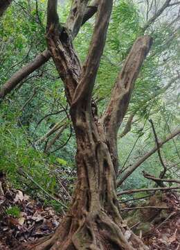 金弹子老桩送礼金弹子雌桩