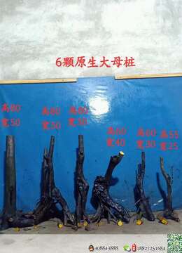 金弹子下山桩金弹子┅河南金弹子怪桩