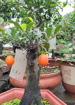 金弹子无根老桩栽培半年不成活 或因这两个小细节没有处理好