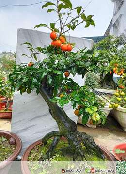 金弹子老桩金弹子曲杆