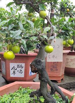 光秃秃树桩涨身价，果实似“小柿子”，爱盆景的都叫金弹子