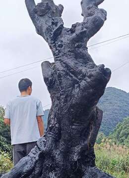 金弹子盆景价格车厘子金弹子