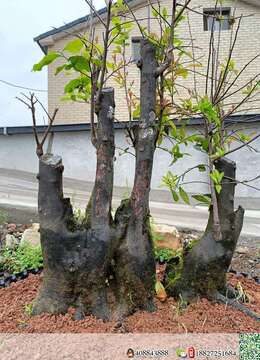 金弹子熟桩金弹子网上安全购买