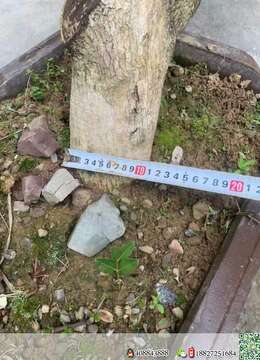 漂亮瓜子黄杨盆栽