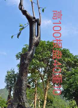 漂亮熟桩金弹子，母桩，一起打包价格美丽。有喜欢赶紧下单，