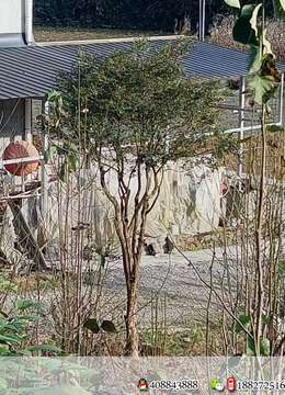 湖北瓜子黄杨，地经18分枝60