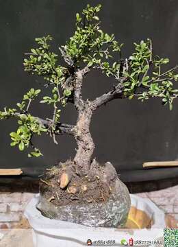 金弹子盆景金弹子提根