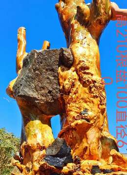 千斤大货抱石红花紫薇，石来运转。霸气十足。