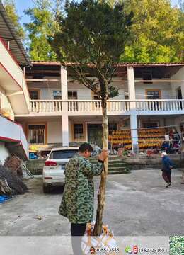 小叶瓜子黄杨喜欢的来，刚到家，优惠价出，下午发货