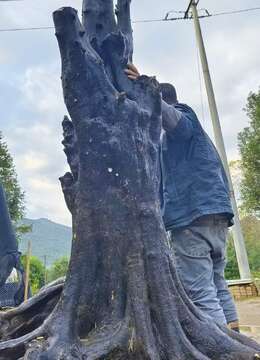 金弹子盆景◆树种园子风小叶金弹子☆